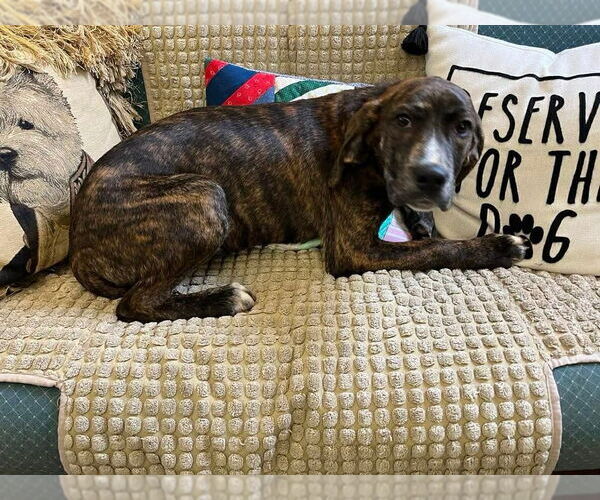 Medium Photo #2 Mutt Puppy For Sale in Osgood, IN, USA