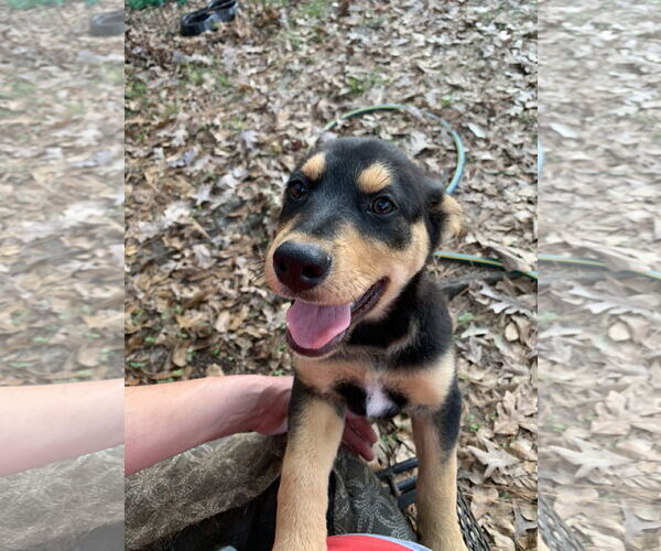 Medium Photo #3 Labrador Retriever-Unknown Mix Puppy For Sale in The Woodlands, TX, USA
