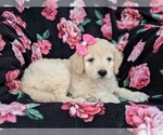 Small Photo #5 Goldendoodle-Poodle (Miniature) Mix Puppy For Sale in KIRKWOOD, PA, USA