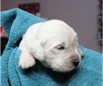 Small Photo #3 English Cream Golden Retriever Puppy For Sale in BELLEFONTE, PA, USA