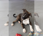 Small #1 Great Dane-Labrador Retriever Mix