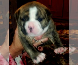 American Bulldog Puppy for sale in HANNIBAL, NY, USA