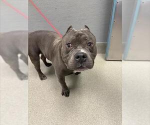 Mutt Dogs for adoption in Las Vegas, NV, USA