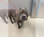 Small Mutt