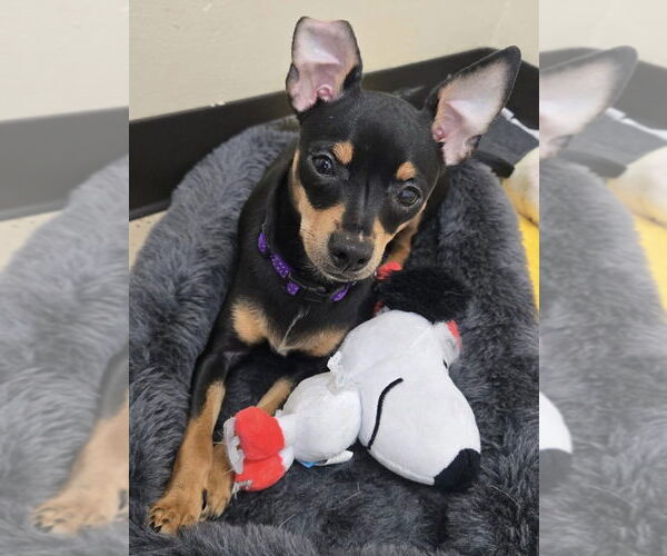 Medium Photo #1 Chipin Puppy For Sale in Mundelein, IL, USA