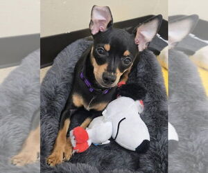 Chipin Dogs for adoption in Mundelein, IL, USA