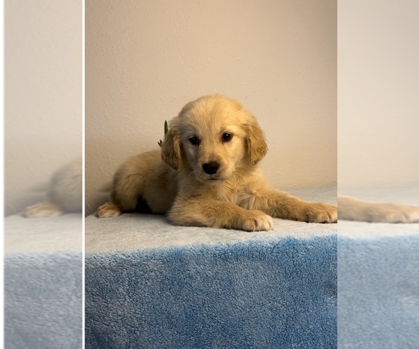 Medium Photo #2 Golden Retriever Puppy For Sale in FRANKLIN, IN, USA