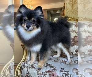 Pomeranian Puppy for Sale in ARNOLD, Maryland USA