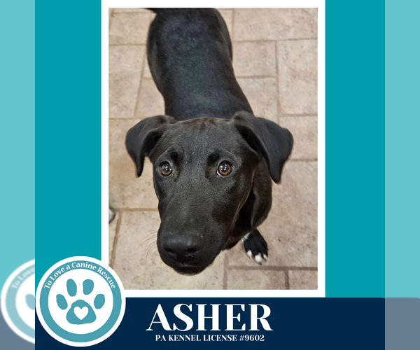 Medium Photo #7 Boxador Puppy For Sale in Kimberton, PA, USA