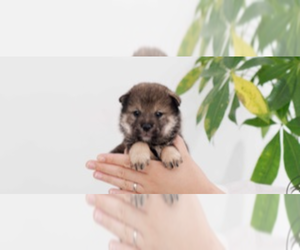 Shiba Inu Dog for Adoption in SAN DIEGO, California USA