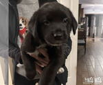 Small #3 Labrador Retriever Mix