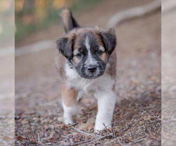 Medium Photo #2 Golden Retriever-Unknown Mix Puppy For Sale in San Diego, CA, USA