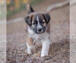 Small #1 Golden Retriever Mix