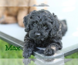 Cavapoo Puppy for sale in AKRON, NY, USA