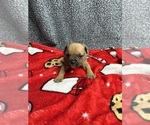 Puppy Puppy 5 American Bully