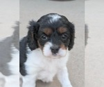 Puppy Oreo Cavapoo (Miniature)