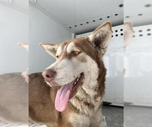 Siberian Husky Dogs for adoption in Stockton, CA, USA