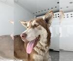 Small Siberian Husky