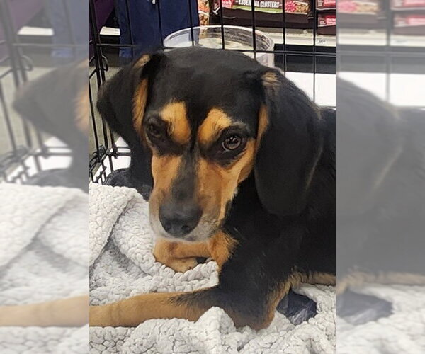 Medium Photo #1 Beagle Puppy For Sale in Oakland Park, FL, USA