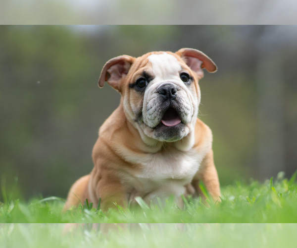 Medium Photo #9 Bulldog Puppy For Sale in WARSAW, IN, USA