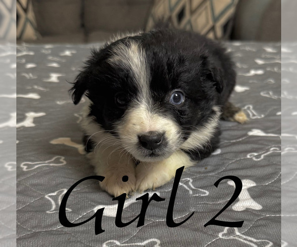 Medium Photo #10 Australian Shepherd Puppy For Sale in SALISBURY, NC, USA