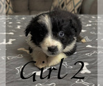 Small #9 Australian Shepherd