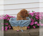 Small #2 English Cream Golden Retriever
