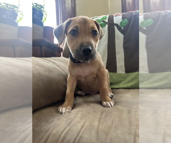 Medium Photo #1 Labrador Retriever-Unknown Mix Puppy For Sale in Germantown, OH, USA