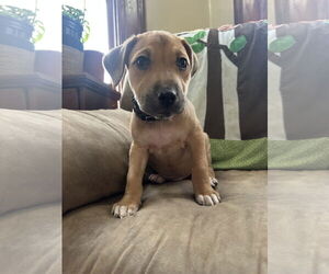 Labrador Retriever-Unknown Mix Dogs for adoption in Germantown, OH, USA