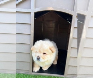 Chow Chow Puppy for sale in CARLSBAD, CA, USA