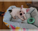 Small Photo #4 French Bulldog Puppy For Sale in READING, PA, USA