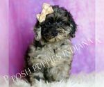 Small #5 Poodle (Miniature)
