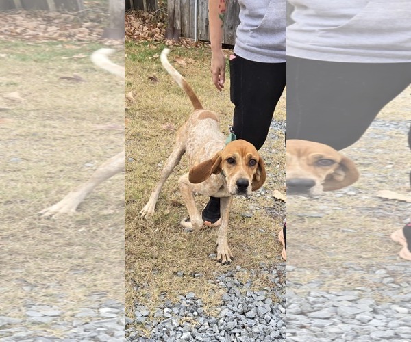 Medium Photo #2 Coonhound Puppy For Sale in Rustburg, VA, USA