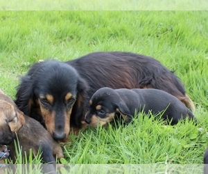 Mother of the Dachshund puppies born on 10/05/2022