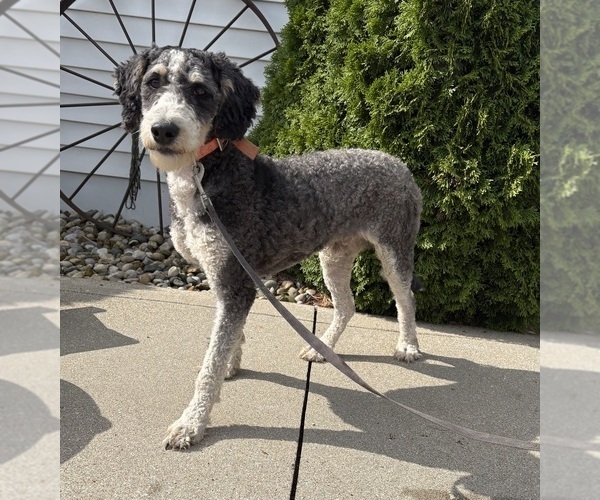Medium Photo #1 Bernedoodle (Miniature) Puppy For Sale in MIDDLEBURY, IN, USA