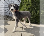Small Photo #1 Bernedoodle (Miniature) Puppy For Sale in MIDDLEBURY, IN, USA