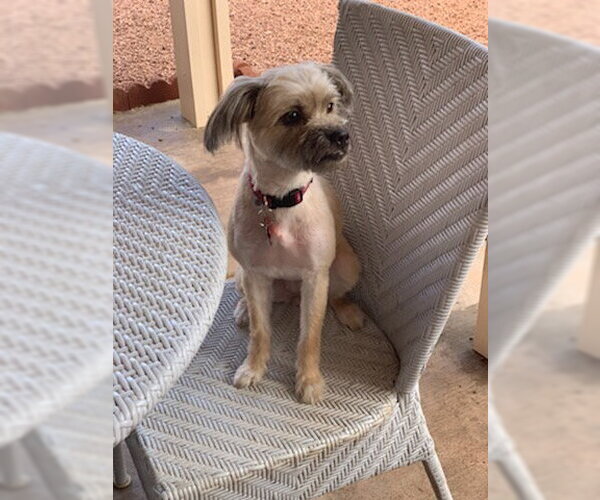 Medium Photo #8 Maltipoo (Miniature) Puppy For Sale in Las Vegas, NV, USA