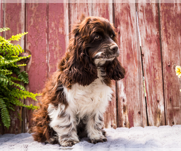 Medium Photo #5 Cocker Spaniel Puppy For Sale in WAKARUSA, IN, USA