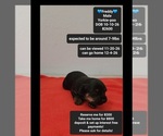 Freddy - Male Yorkipoo Puppy for Sale - Small photo