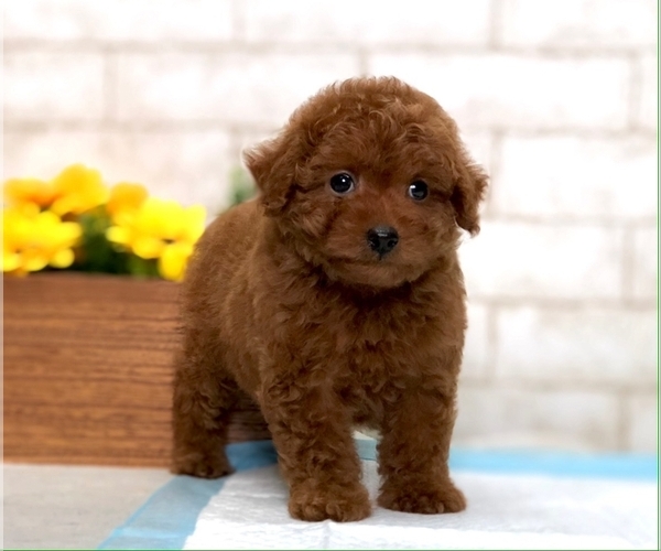 Medium Photo #6 Poodle (Toy) Puppy For Sale in SEATTLE, WA, USA