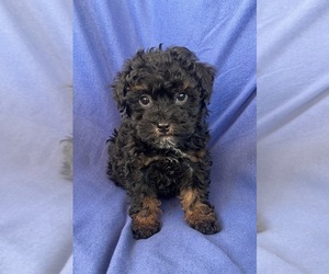 Poodle (Toy) Puppy for sale in Lexington, NC, USA