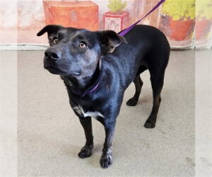 German Shepherd Dog-Unknown Mix Dogs for adoption in San Bernardino, CA, USA