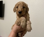 Puppy Puppy 4 Goldendoodle