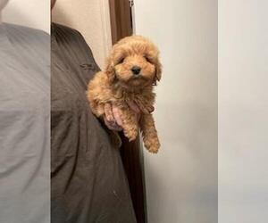 Goldendoodle-Poodle (Toy) Mix Puppy for sale in MCMINNVILLE, TN, USA