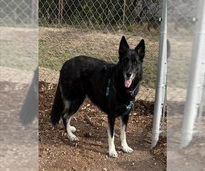 German Shepherd Dog Dogs for adoption in Denver, CO, USA