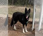 LYDIA - Female German Shepherd Dog Dog for Adoption - Small photo