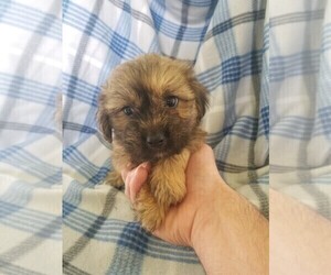 Shorkie Tzu Puppy for sale in KENDALL, WI, USA