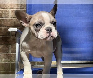 French Bulldog Puppy for sale in CONYERS, GA, USA