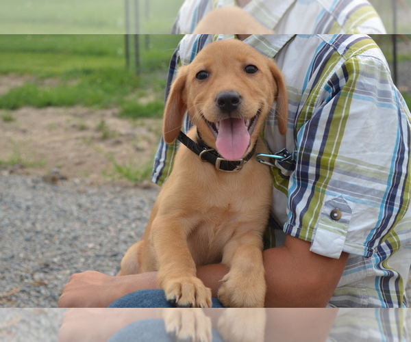 Medium Photo #1 Labrador Retriever Puppy For Sale in GREENWOOD, WI, USA