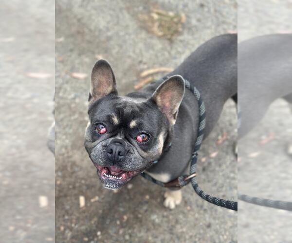 Medium Photo #1 French Bulldog Puppy For Sale in Santa Maria, CA, USA